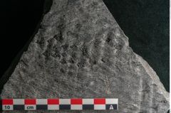 Foto (Detailansicht) von Sigillaria alternaus Lindl. et H. (NHMW-GEO-2024-0188-11050)